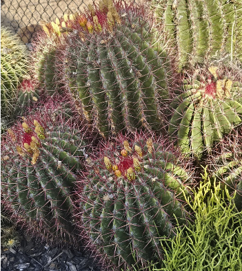 Cacti & Succulent Seed Variety Pack – 5 Varieties, 375 Seeds