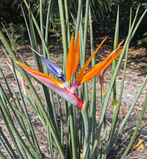 Strelitzia juncea (Leafless Bird of Paradise) - 100 Seeds - Bulk