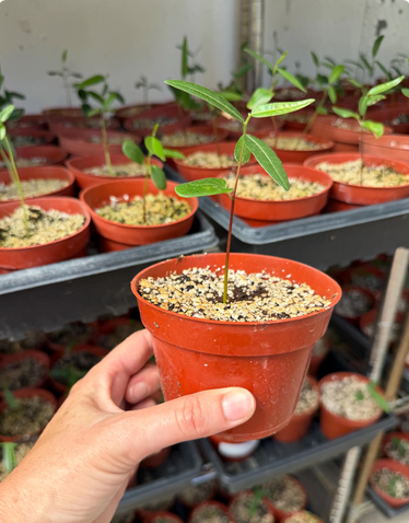 Brachychiton rupestris (Queensland Bottle Tree)  - 100 Seeds