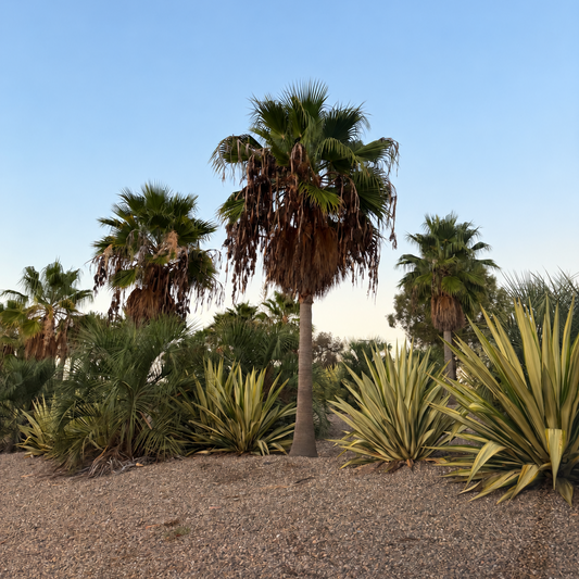 Washingtonia × filibusta (Hybrid Fan Palm) - 1000 Seeds - Bulk