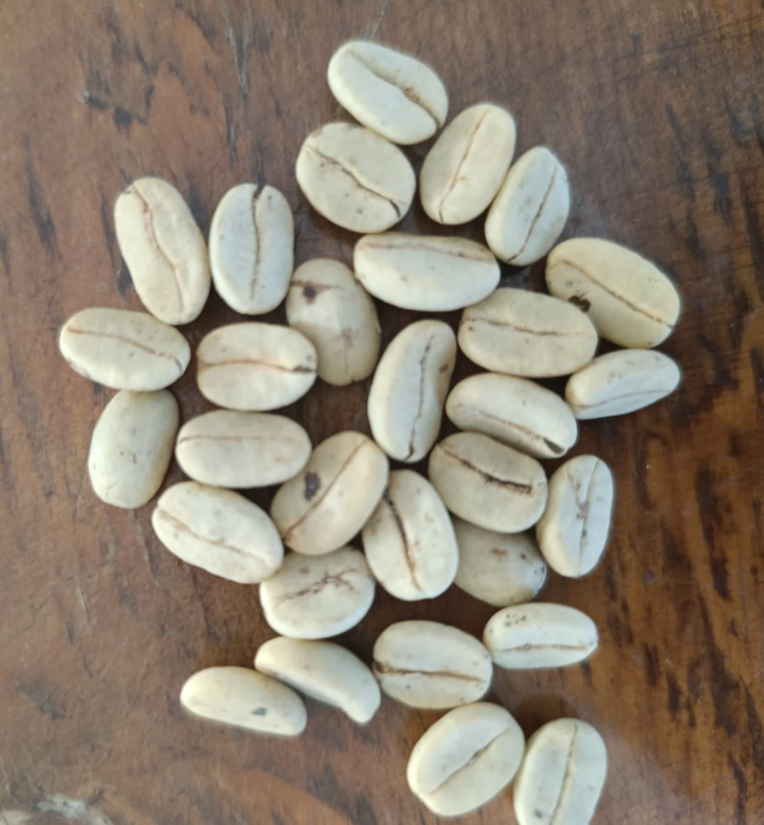 Coffee arabica ‘Aztec Gold’ (Oro Azteca / Dwarf Coffee) - 1,000 Seeds