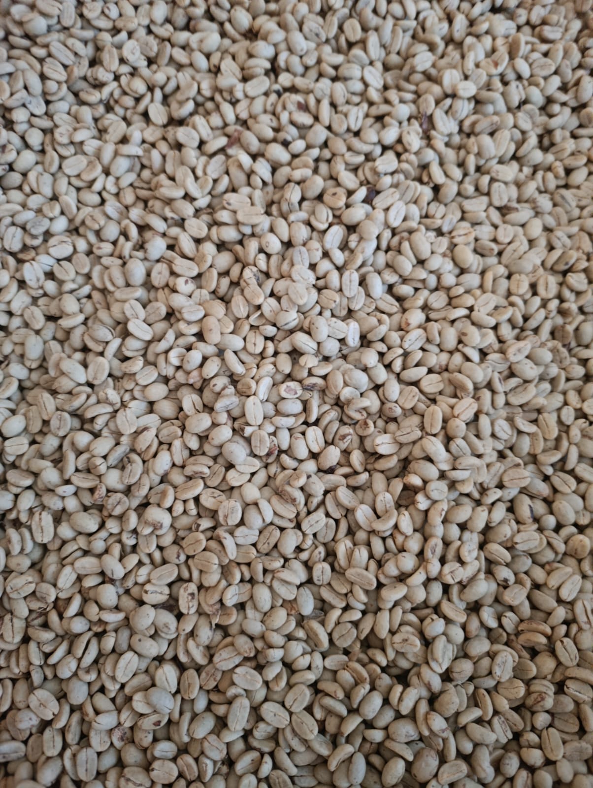Coffee arabica ‘Aztec Gold’ (Oro Azteca / Dwarf Coffee) - 1,000 Seeds
