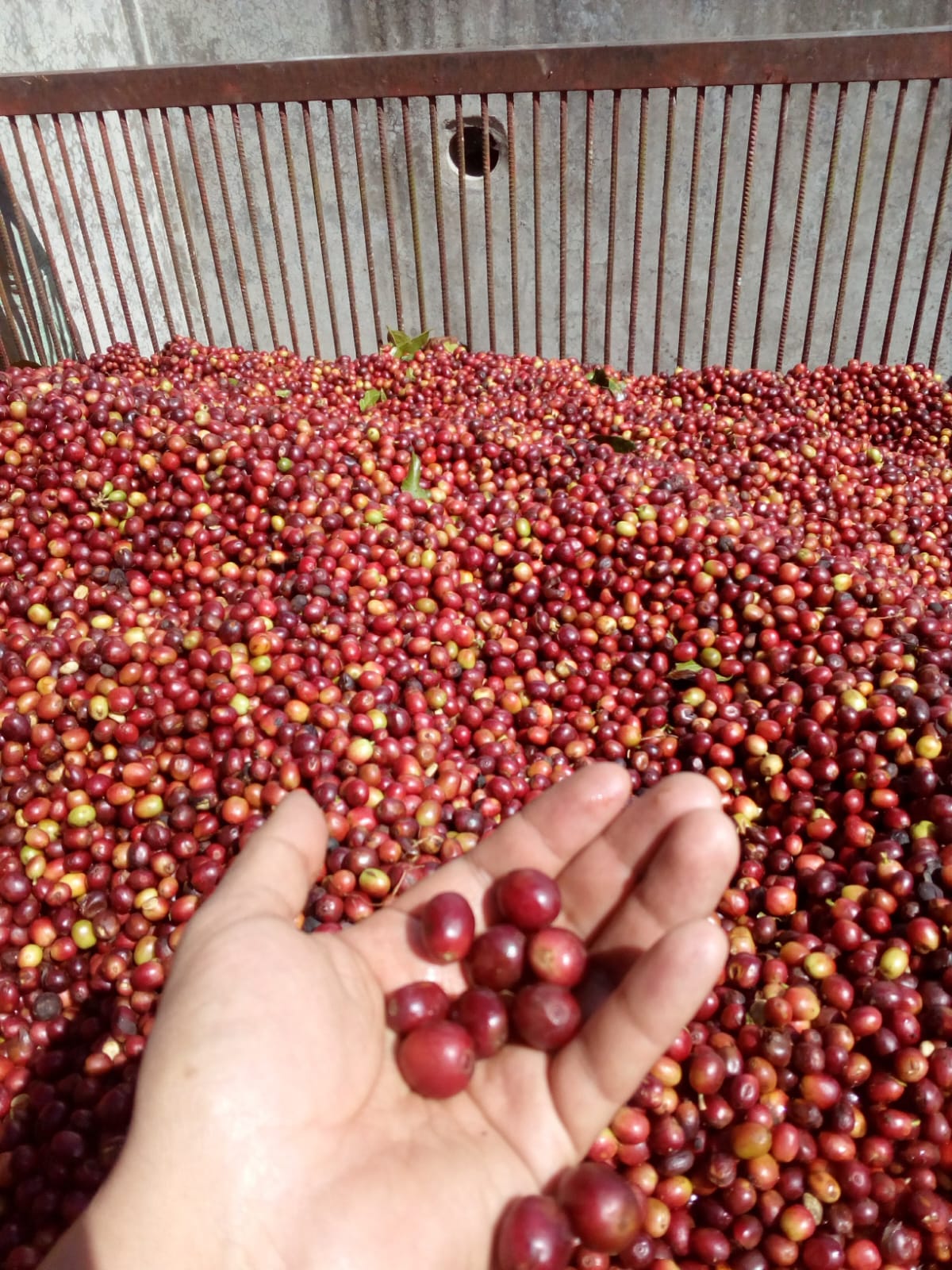 Coffee arabica ‘Aztec Gold’ (Oro Azteca / Dwarf Coffee) - 1,000 Seeds