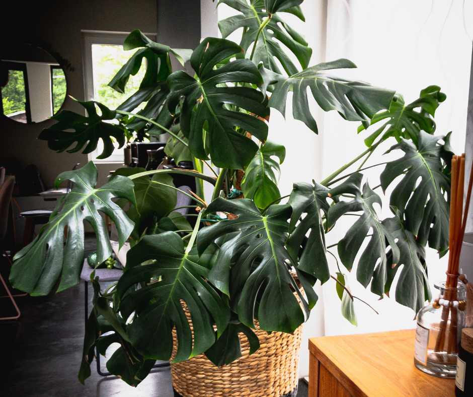 Monstera deliciosa – 100 Seeds – Easy to Germinate & Fun to Grow
