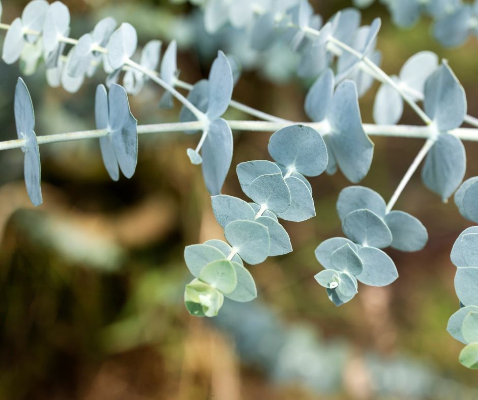 Eucalyptus Baby Blue (Dwarf Florist) - 1,000 Seeds - Bulk